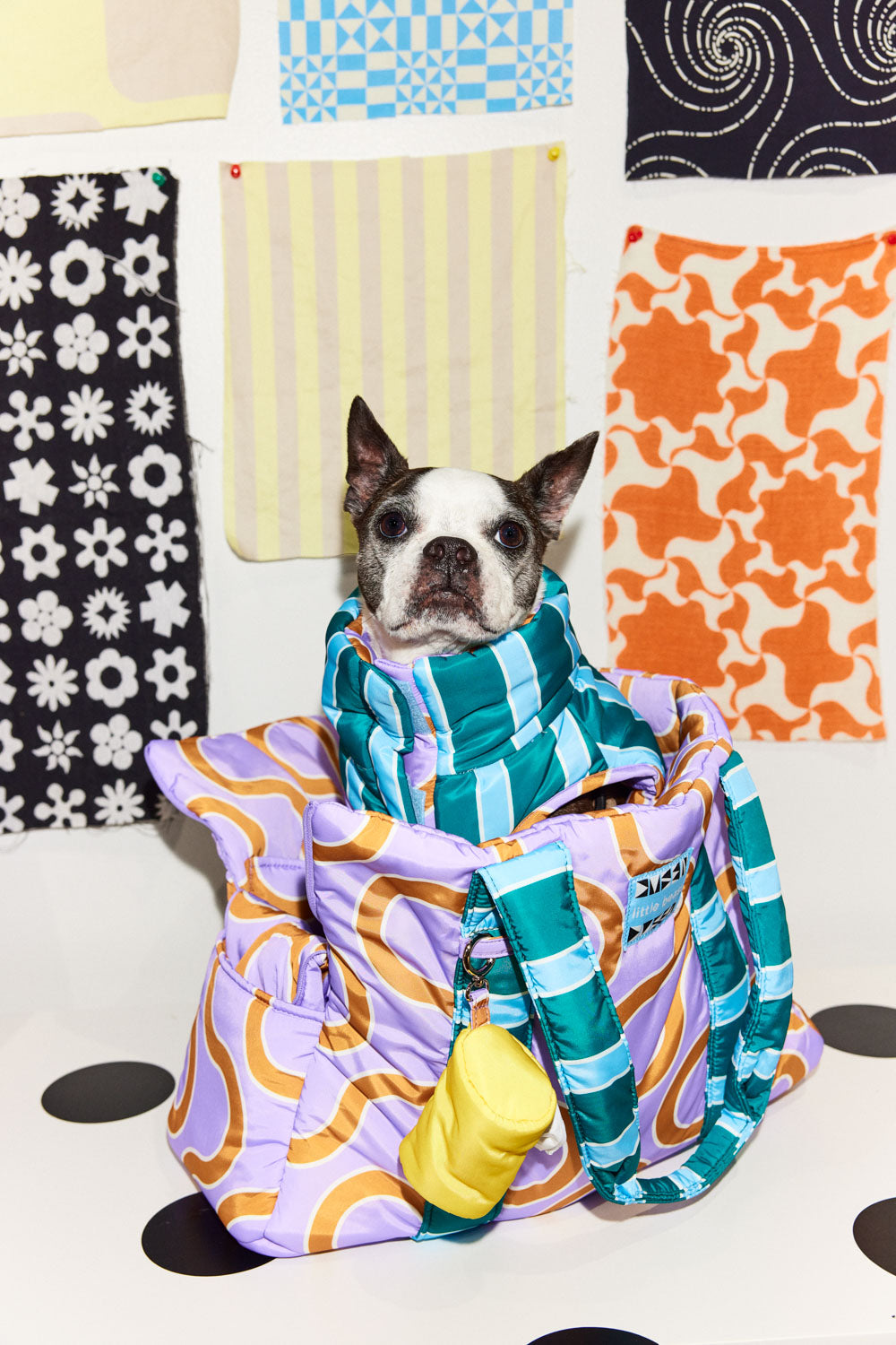 A boston terrier sits in a purple bag wearing a dark Teal vest