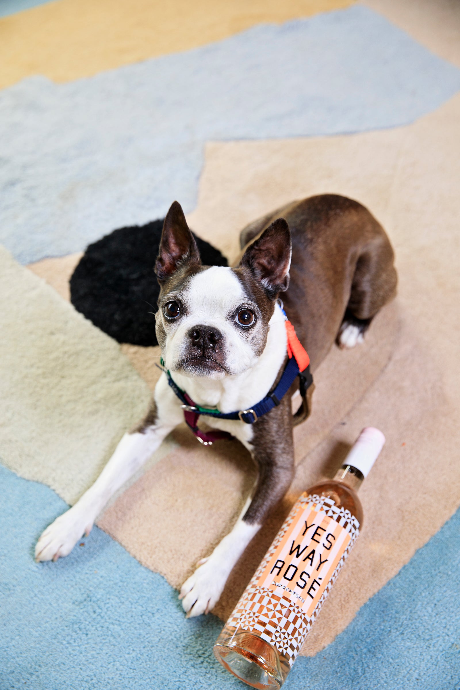 snips on rug with yes way rose bottle