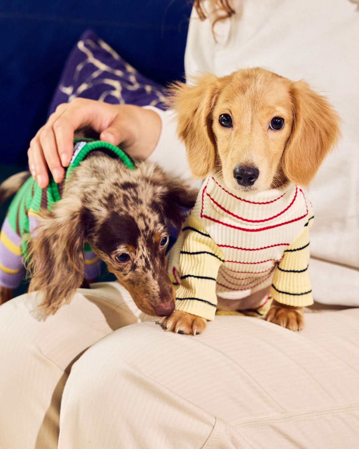 Two dachshunds sit and get pet wearing a white and green onesie