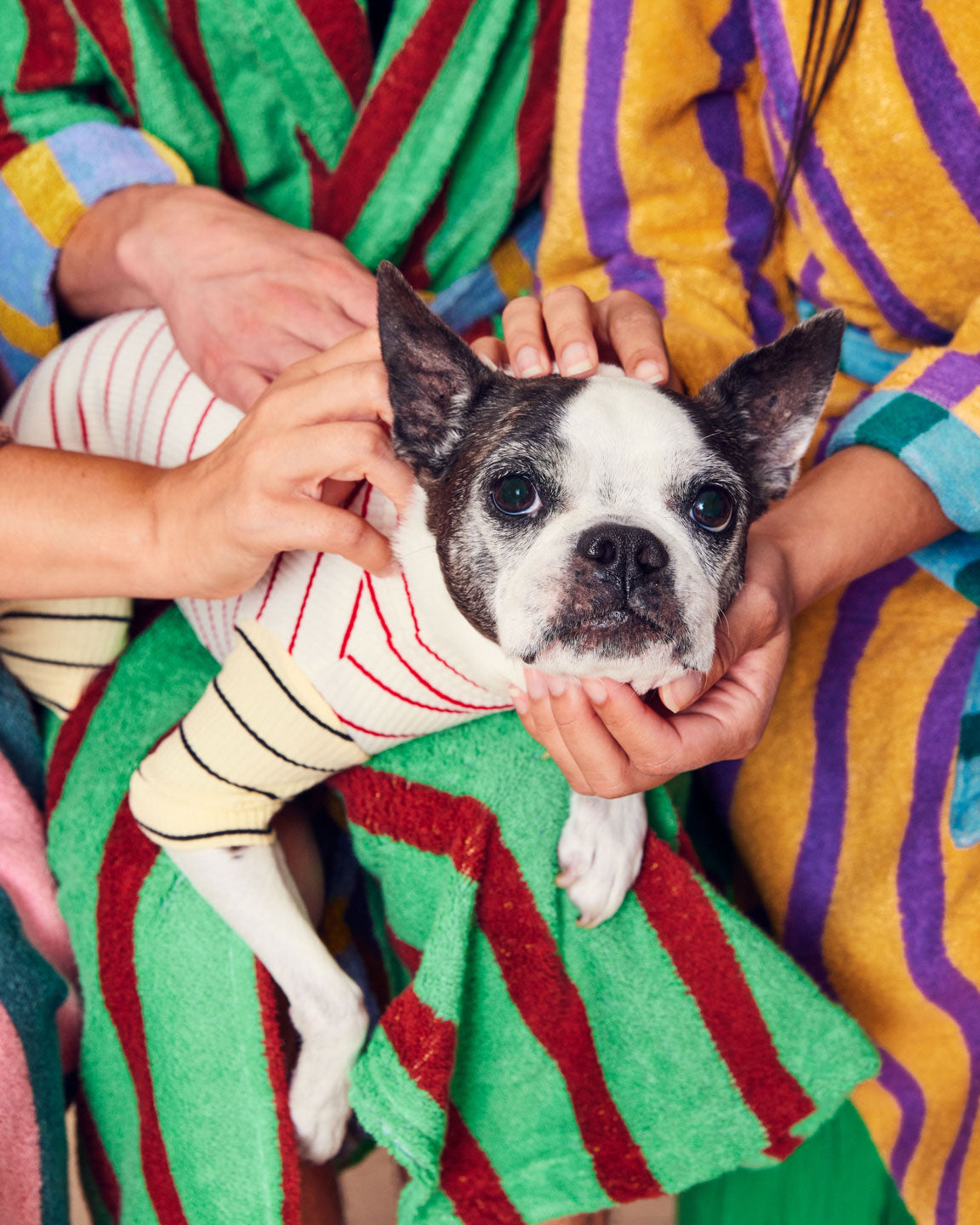 A Boston Terrier sits surrounded by hands petting it in a white and green onesie