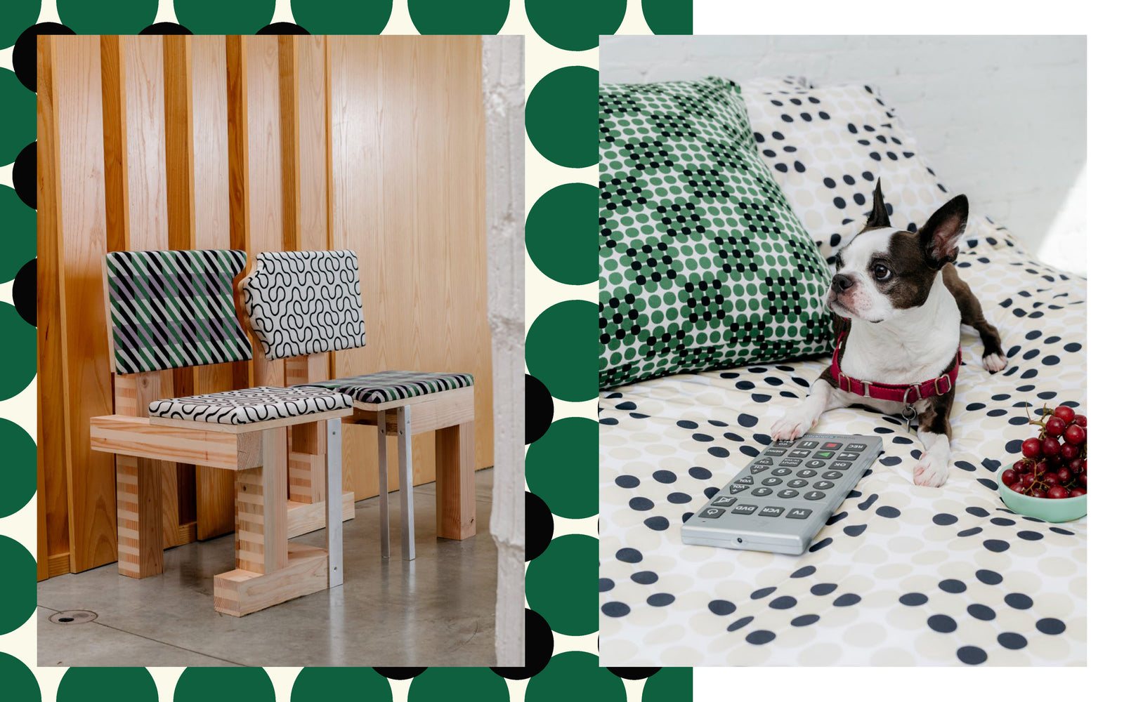 dog with remote on pattern bedding and pattern chairs