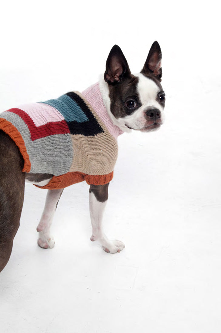 snips dog in colorblock sweater looking back