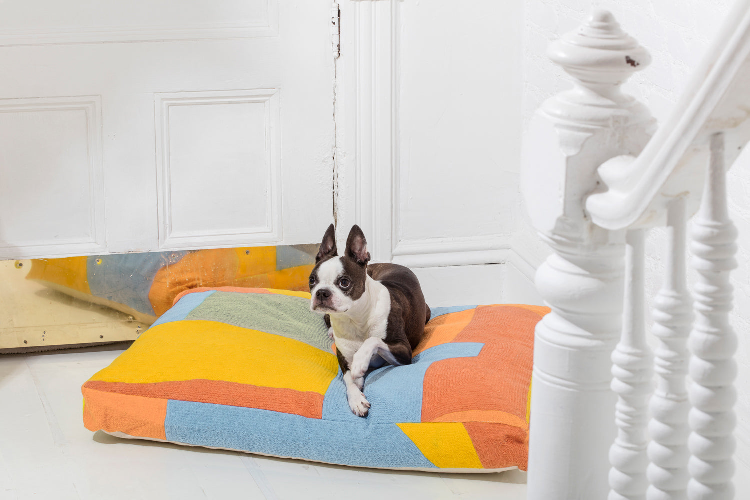 dog on orange dog bed