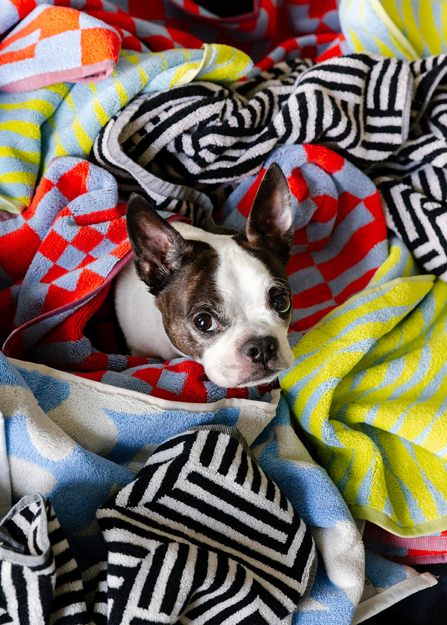 boston terrier among terrycloth colorful towels