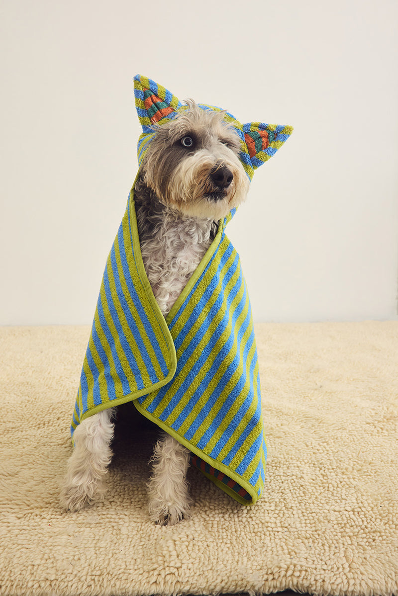 A small gray dog sits on a beige carpet wearing a blue and green striped pet towel with matching pointed ears